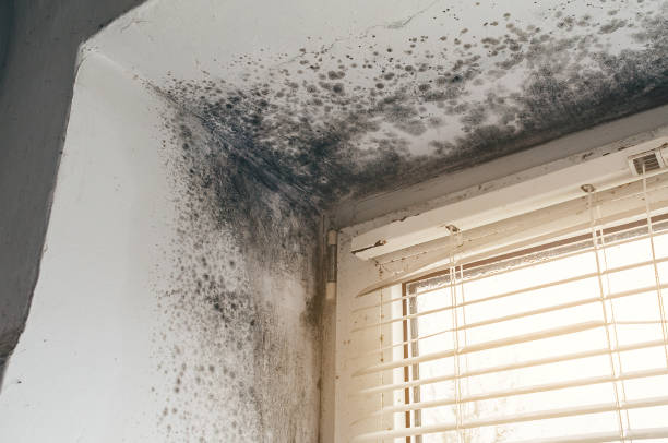Affordable Mold Cleanup solutions in Camden, NC